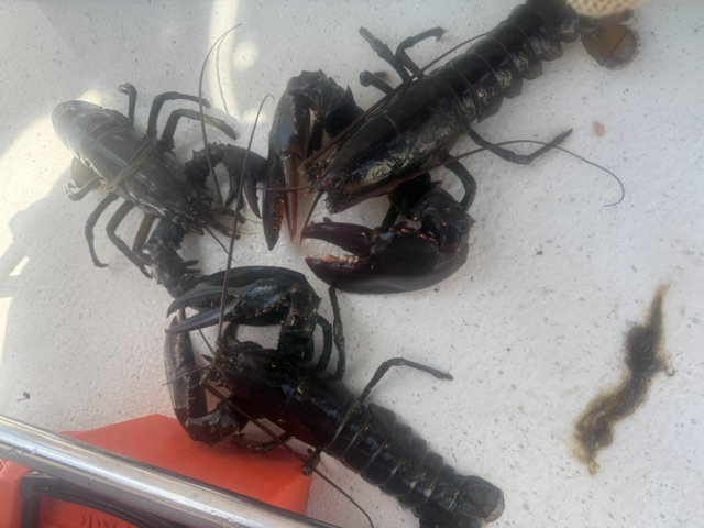 Lobsters member catch 2026