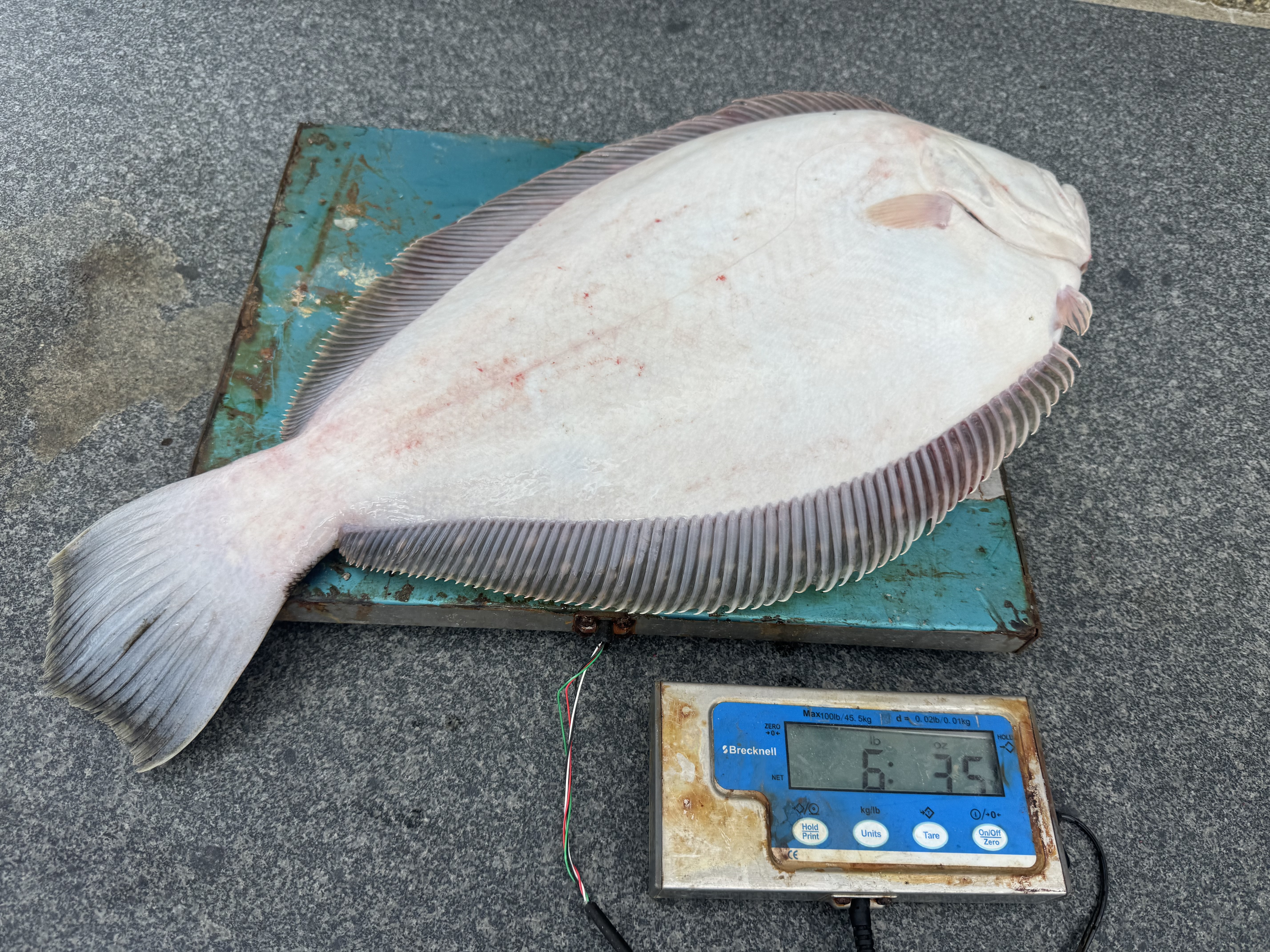 Mark Hiller 7 lb 9 oz fluke 2026 derby leader