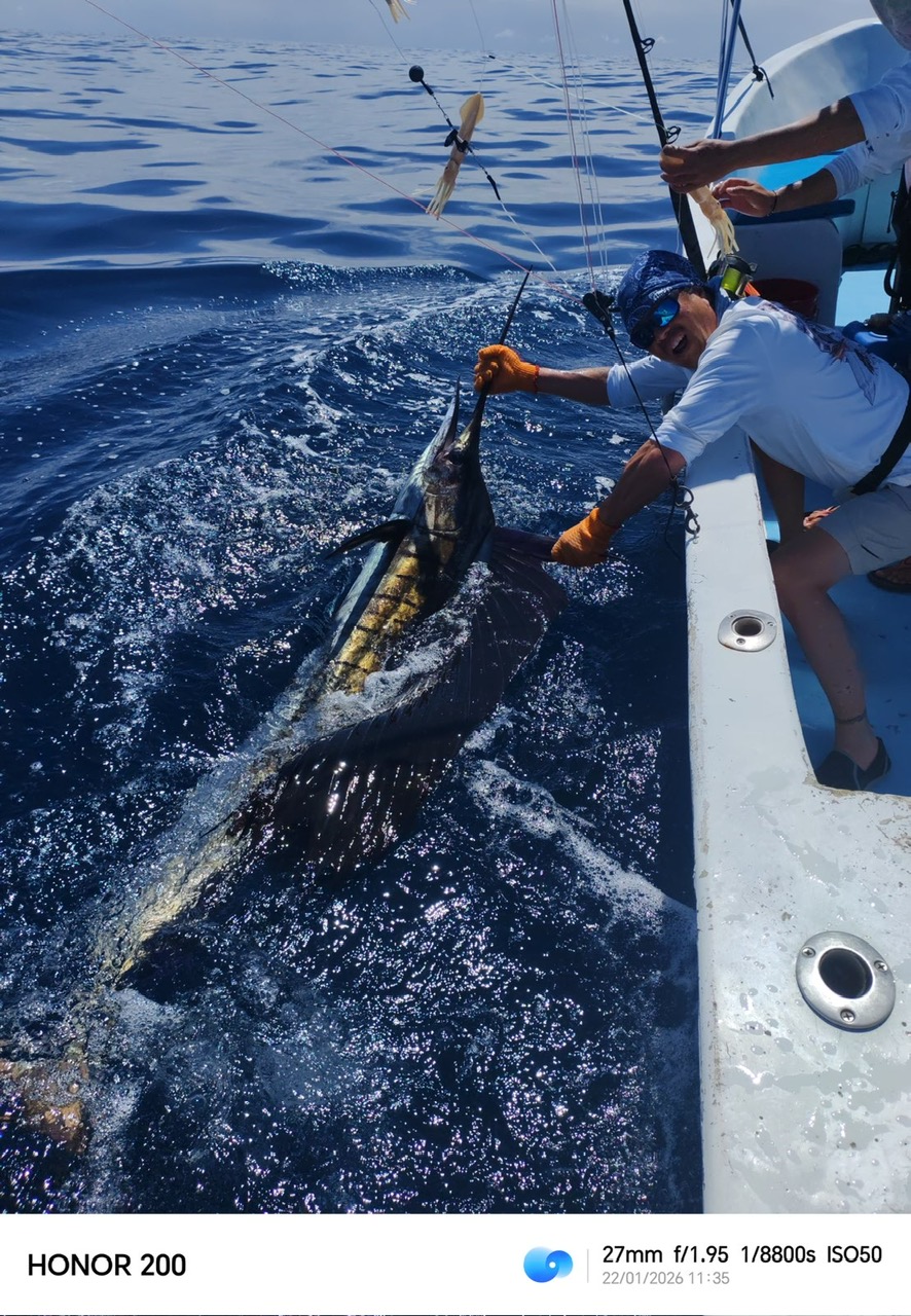 Sailfish member catch